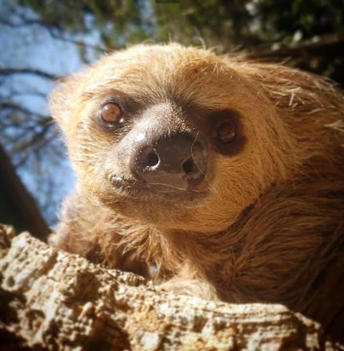 Cupons de desconto para entrada no Zooparque neste mês estão disponíveis para retirada