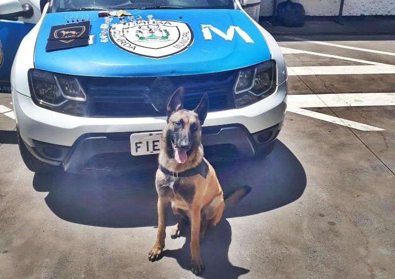 Equipe do Canil da GM prende homem por tráfico no San Francisco