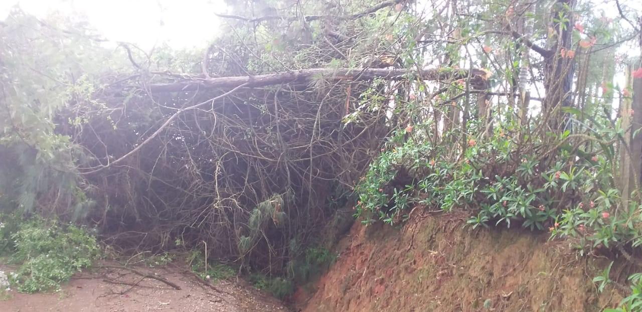 Temporal derruba árvore no Bairro dos Lopes em Morungaba
