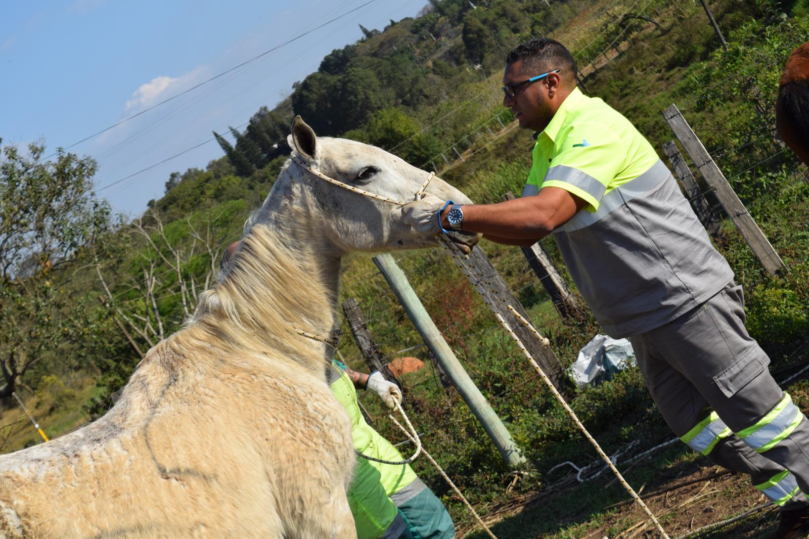 Rota das Bandeiras alerta para animais na rodovia