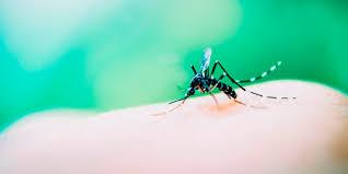 Três casos positivos de dengue são notificados em Itatiba 
