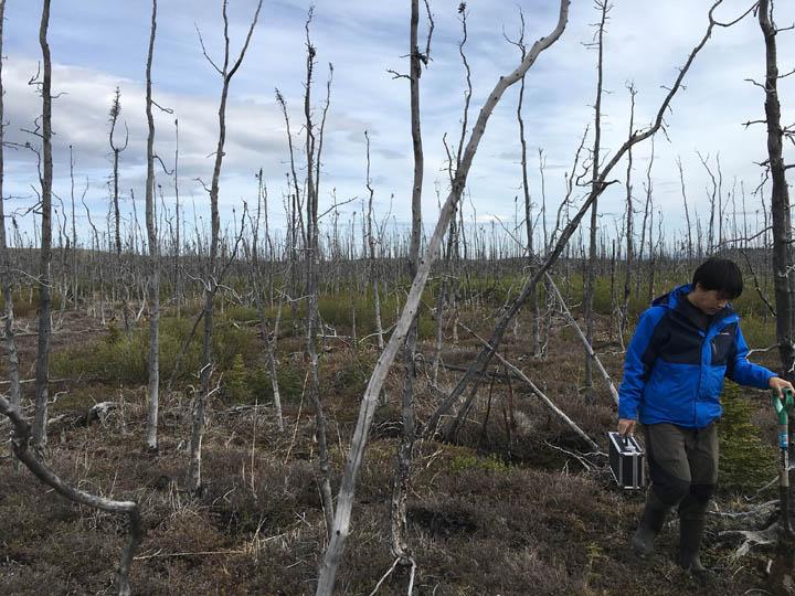 Pandemia revela destruição da vida selvagem e ecossistemas