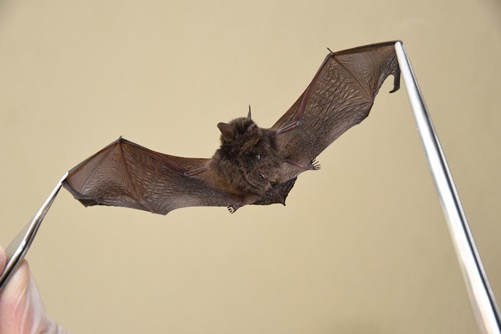 Morcego com raiva é encontrado em avenida de Jundiaí