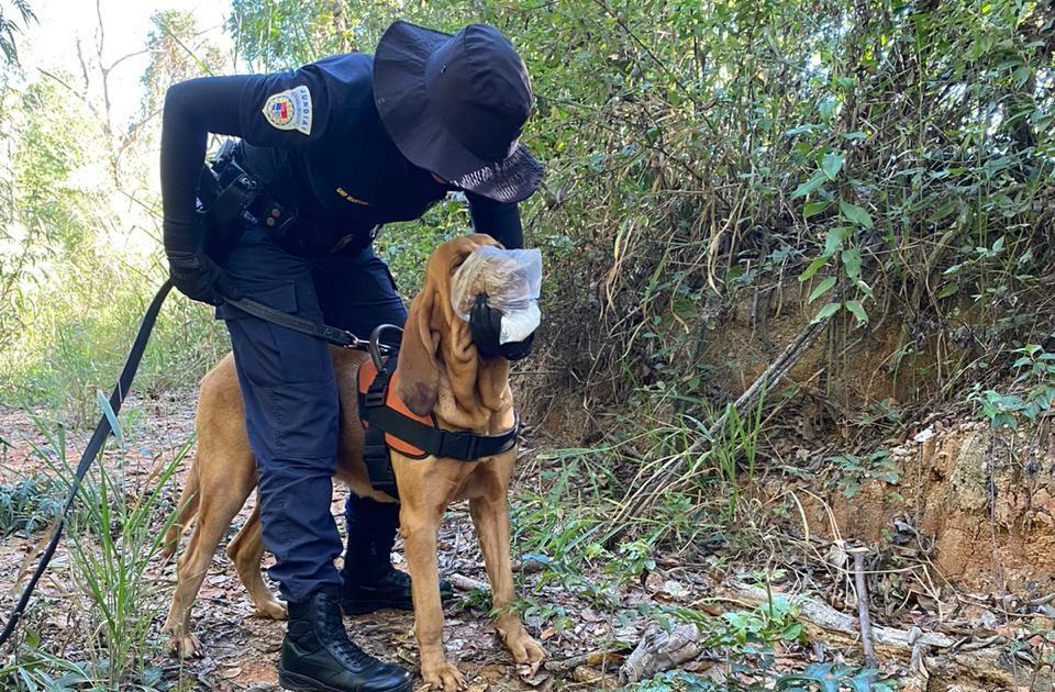 Cão da GM de Jundiaí auxilia nas buscas por possível vítima do tribunal do crime