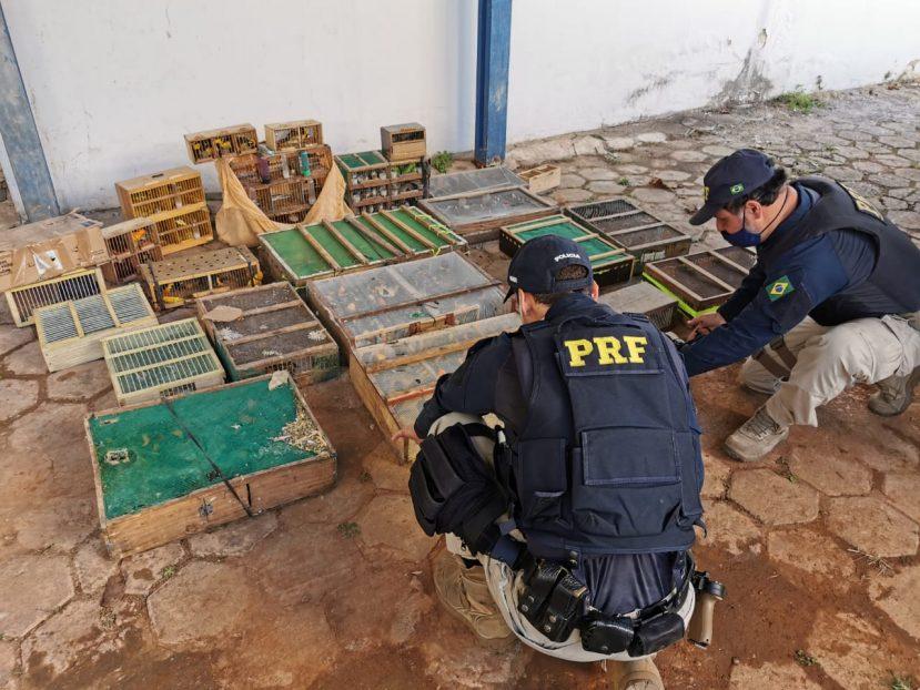 PRF prende novamente um traficante de animais que vinha da Bahia para São Paulo