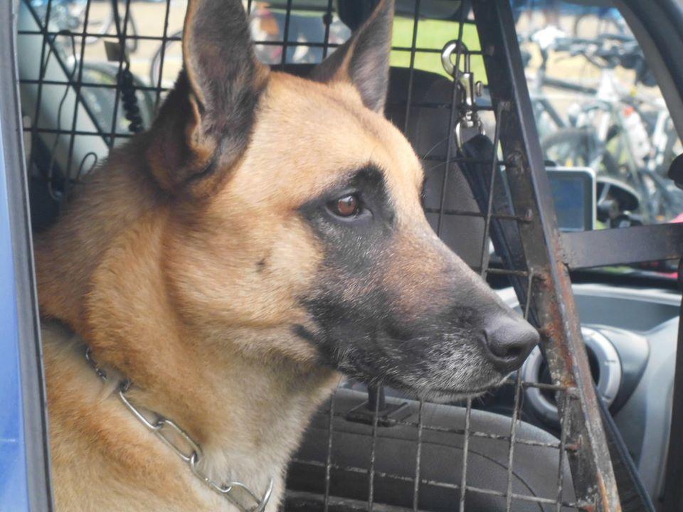 Cerimônia de despedida e cremação do corpo do K-9 Athon será nesta terça em Jundiaí