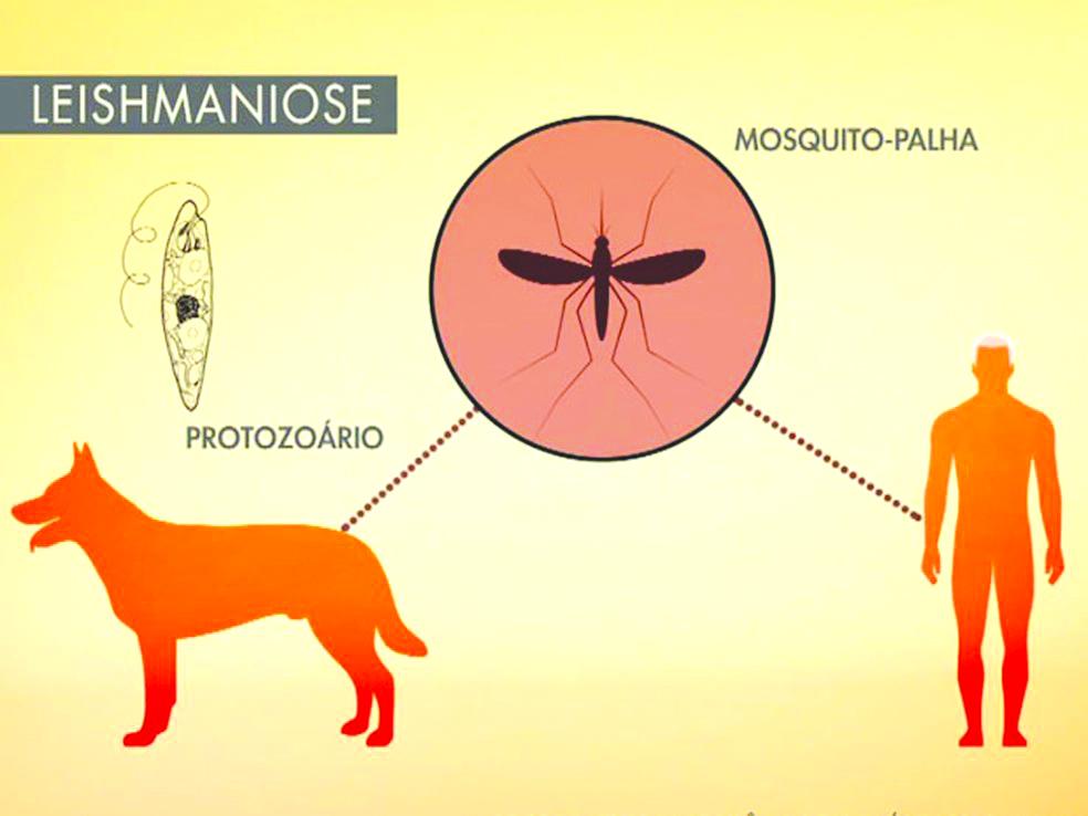 Na Semana Nacional do Controle e Prevenção à Leishmaniose, entenda a doença e saiba como se proteger 