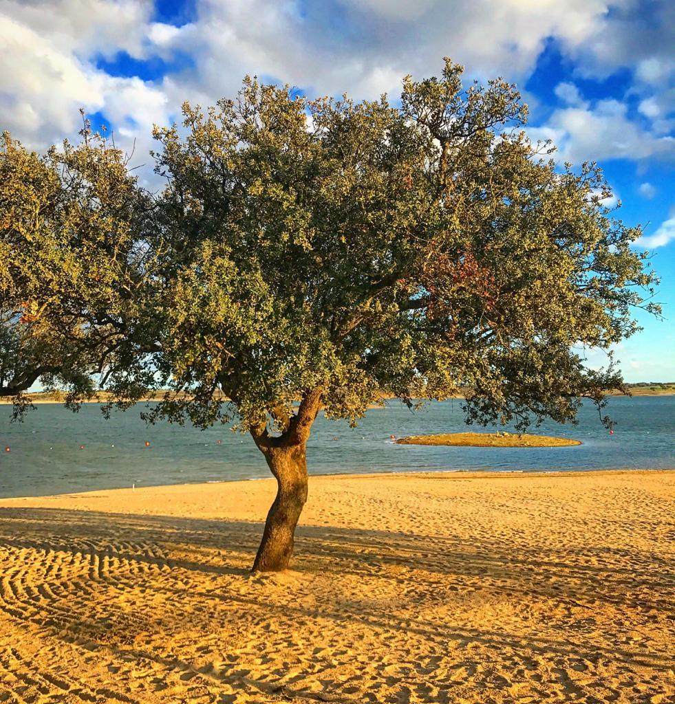 Vinhos do Alentejo lançam certificação inédita de produção sustentável  