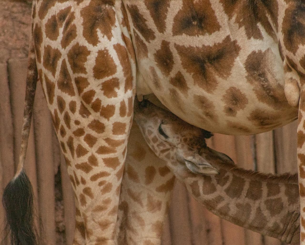 Zooparque registra nascimento de girafa ameaçada de extinção