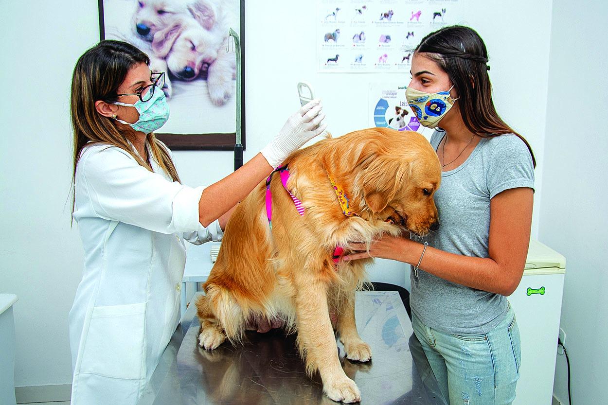 Microchipagem garante proteção e segurança aos pets