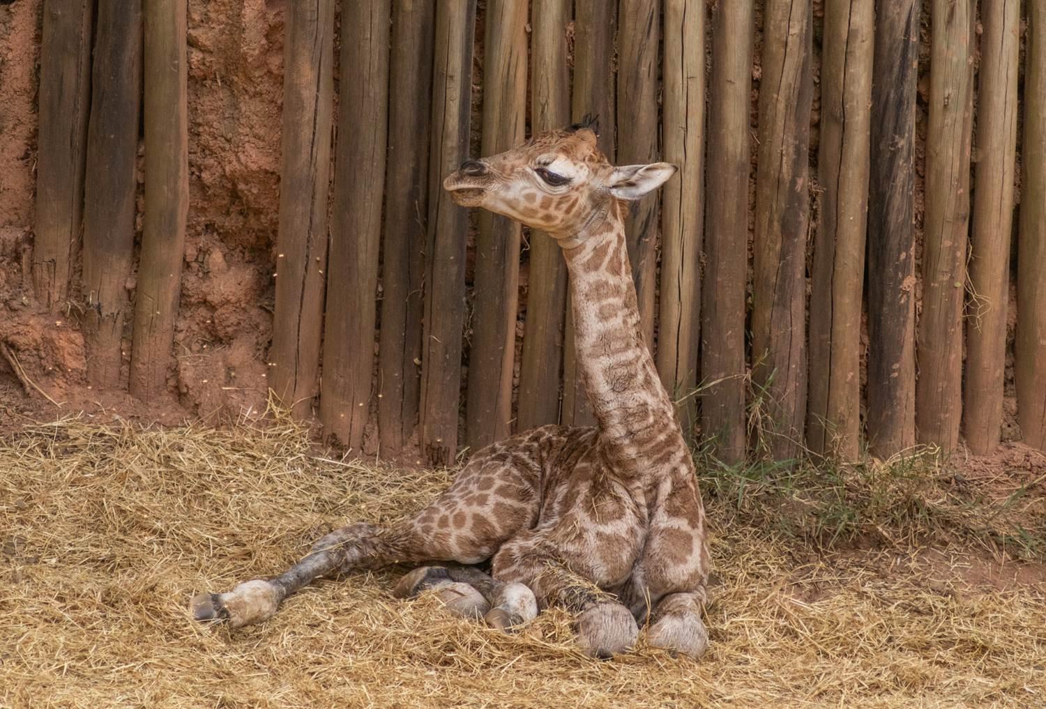 Nascimento de espécie rara de girafa é registrado no Zooparque de Itatiba