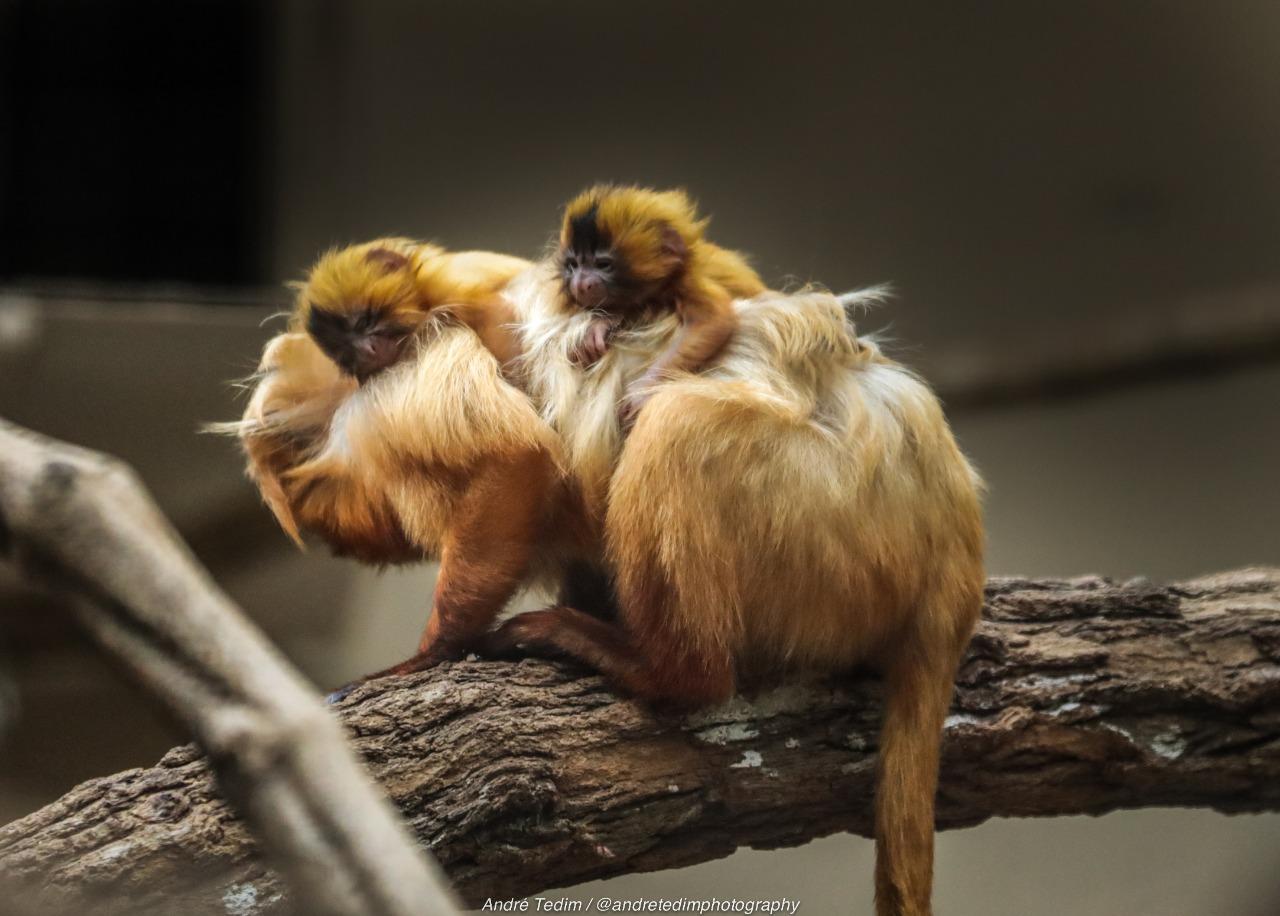 Zooparque registra nascimento de filhotes de mico-leão-dourado