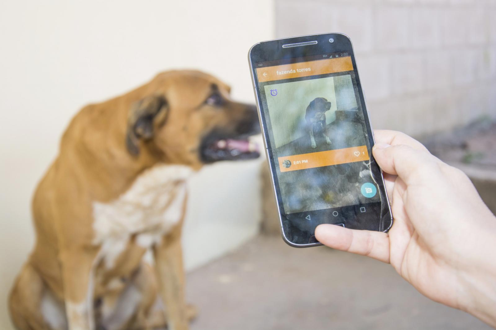 Vinhedo lança aplicativo inovador que ajuda a encontrar animais perdidos