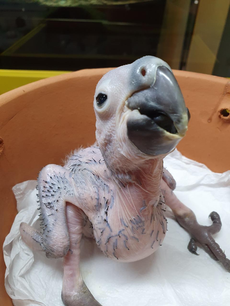  Zooparque de Itatiba registra nascimento de filhotes de arara-azul pela primeira vez