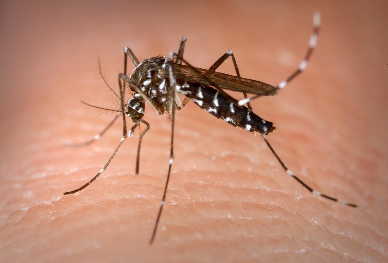 Calor e chuva podem aumentar os casos de dengue no País
