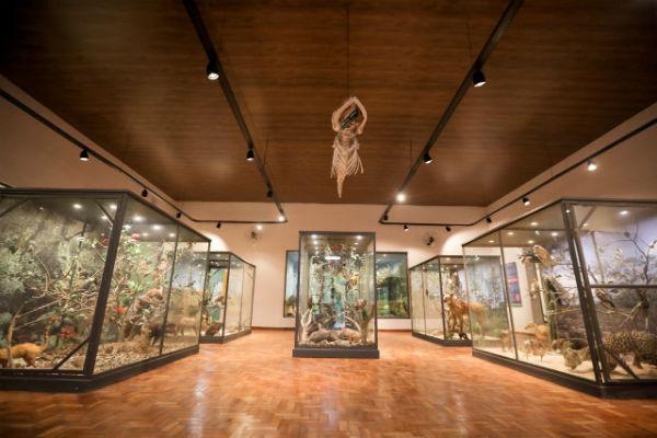 Revitalizado e interativo, Museu de História Natural reabre nesta quarta