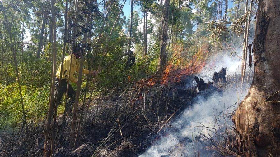 Divisão Florestal da Guarda Municipal combate incêndio na Serra do Japi