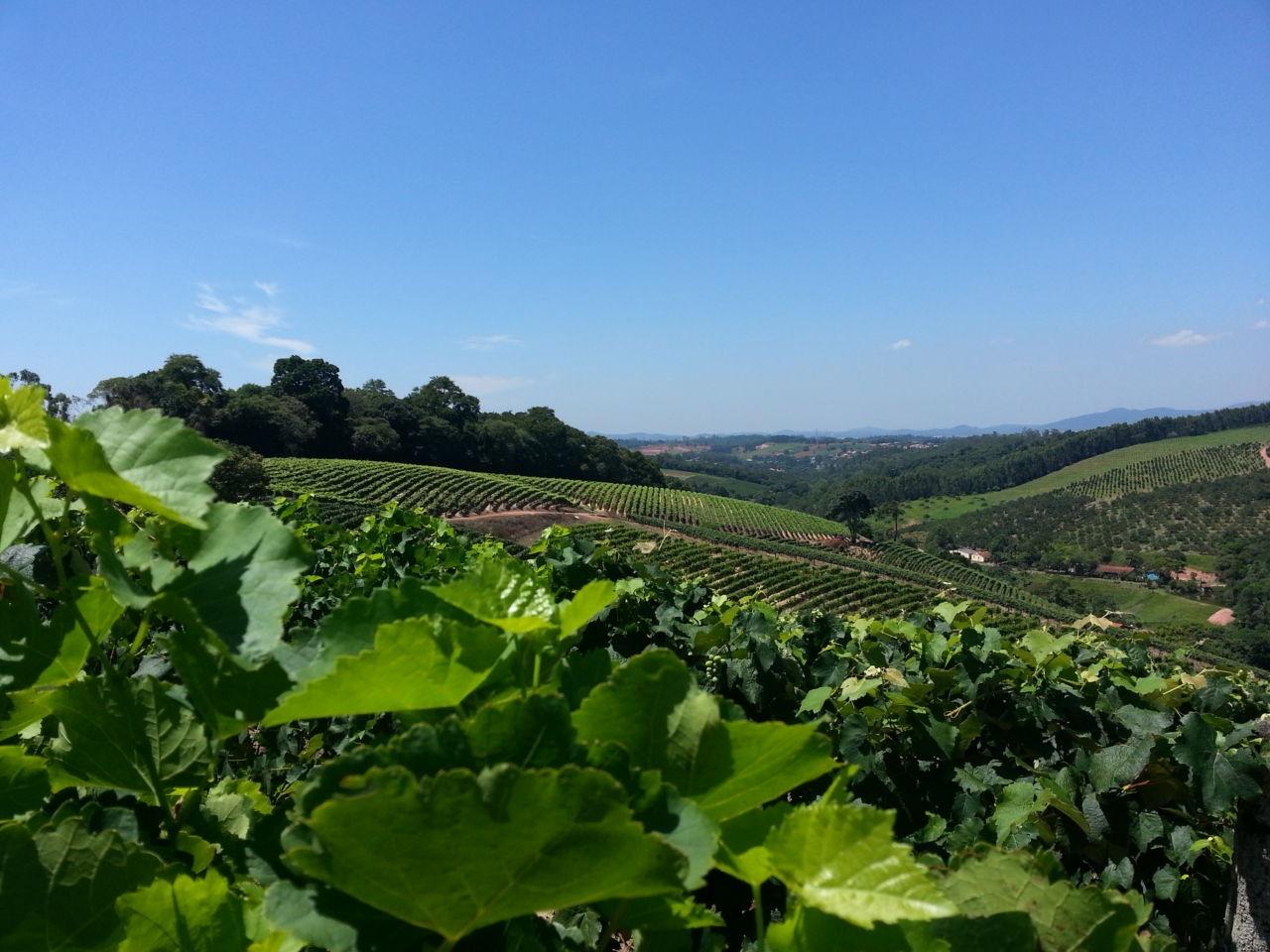 Sebrae apresenta ‘Programa de Turismo para o Circuito das Frutas’