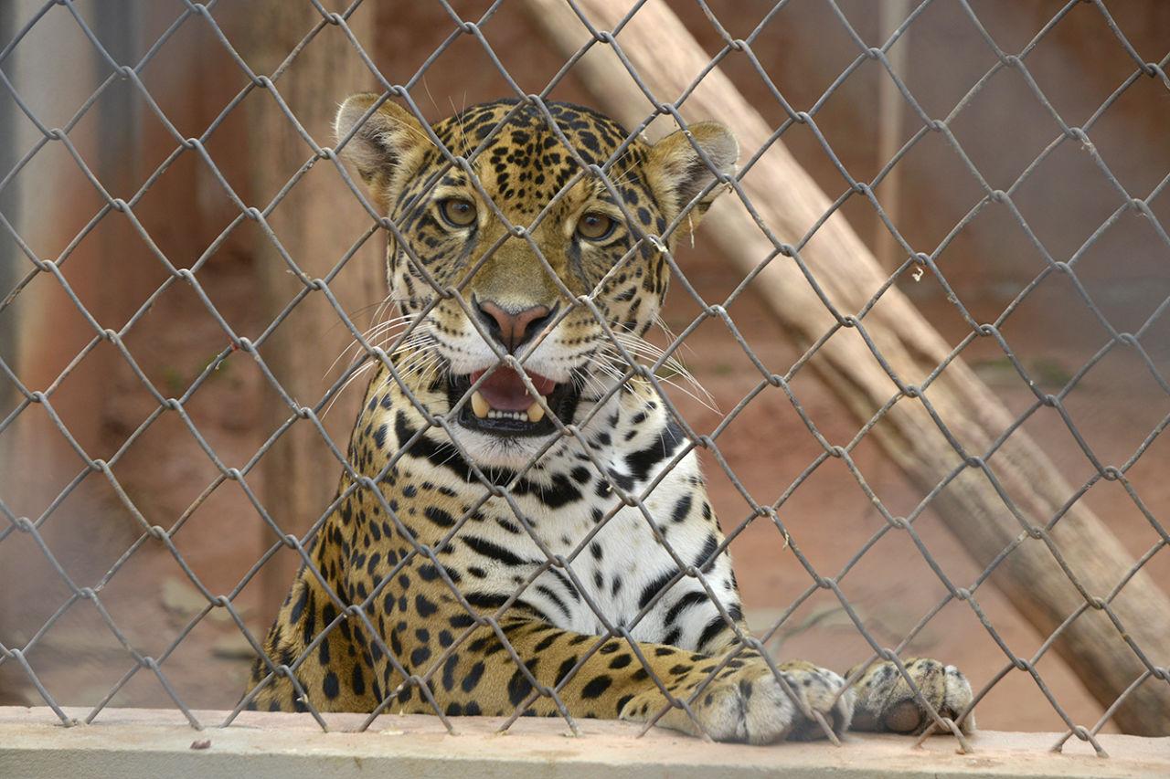 Alunos de Jundiaí podem observar animais da Mata Ciliar em tempo real