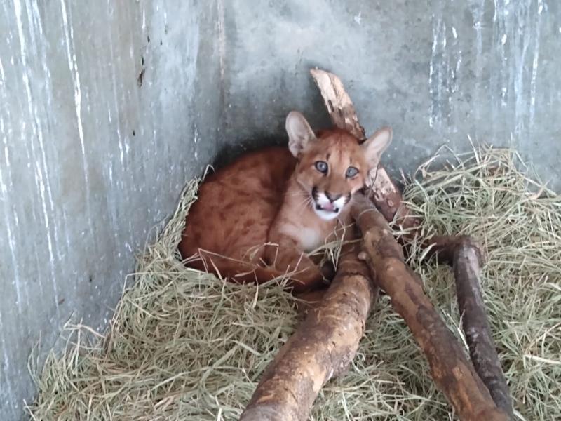 Bosque transfere filhote de suçuarana resgatado para São Paulo