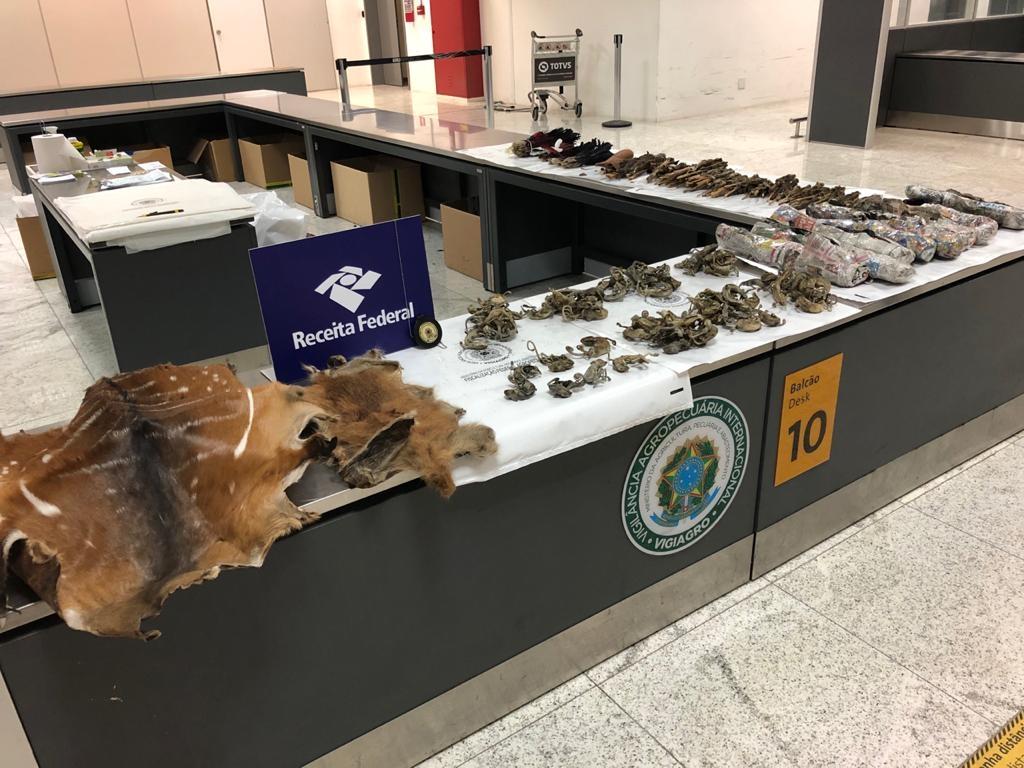 Receita Federal apreende estátuas, colares, animais secos e peles na bagagem de passageiro no Aeroporto de Guarulhos