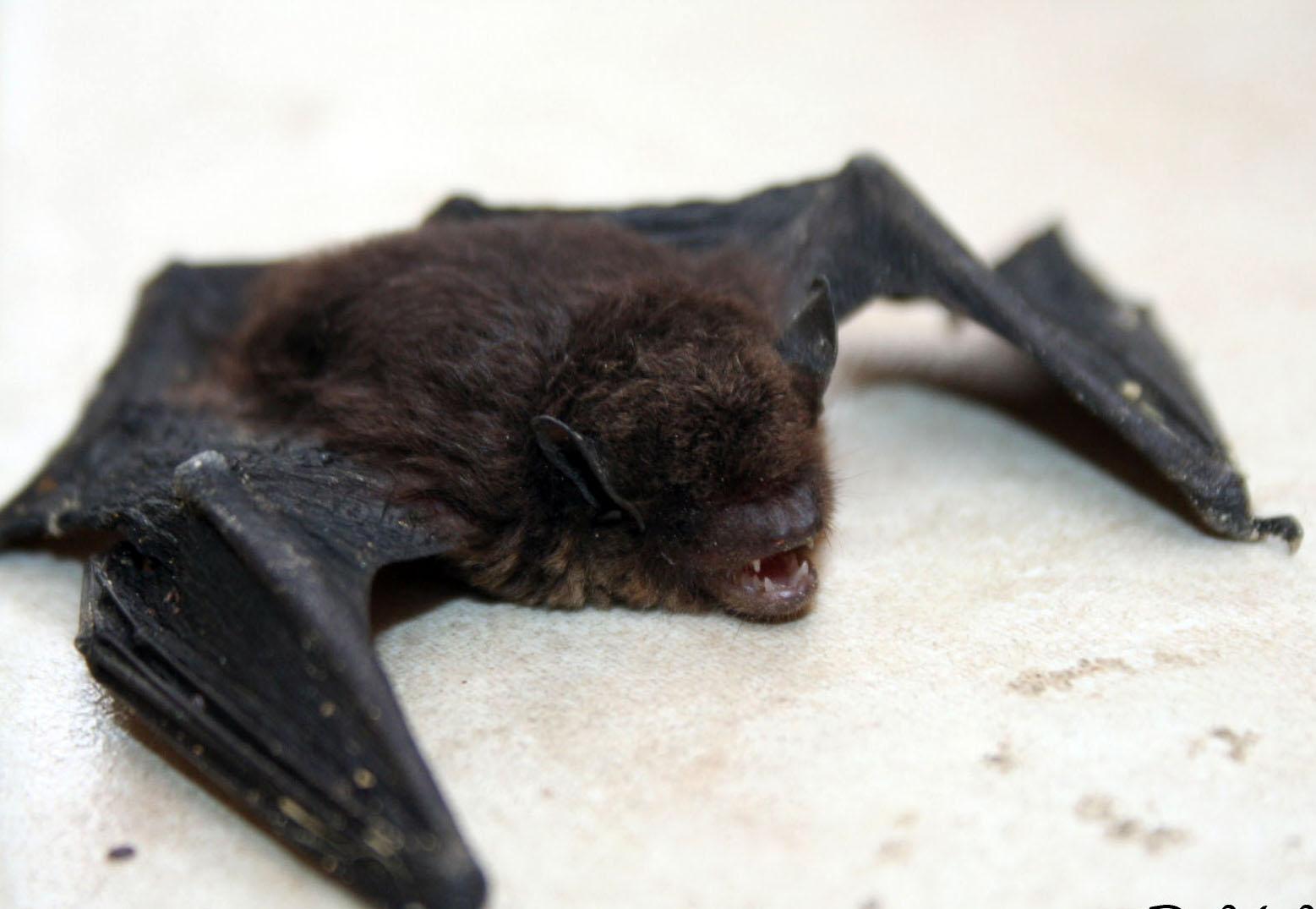 Zoonoses orienta sobre cuidados com morcegos, após dois casos de raiva em Campinas