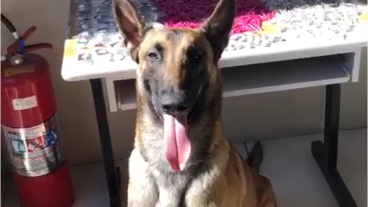 Em primeira operação, cão da GMJ localiza 800 gramas de drogas em churrasqueira
