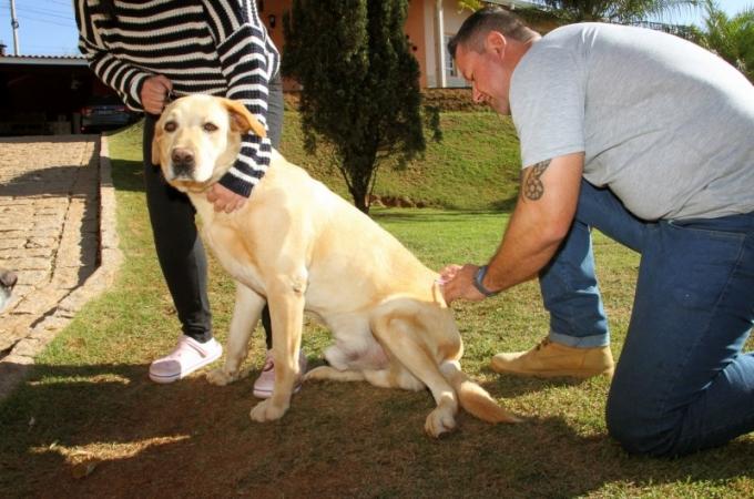 Zoonoses já vacinou 425 animais contra a raiva neste ano em Louveira; Saúde alerta sobre a importância da vacinação em dia