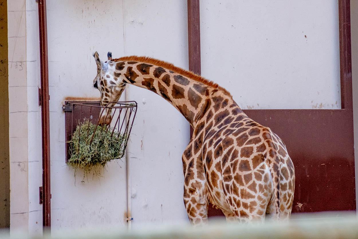 Animais do Zooparque requerem cuidados especiais nesta época do ano