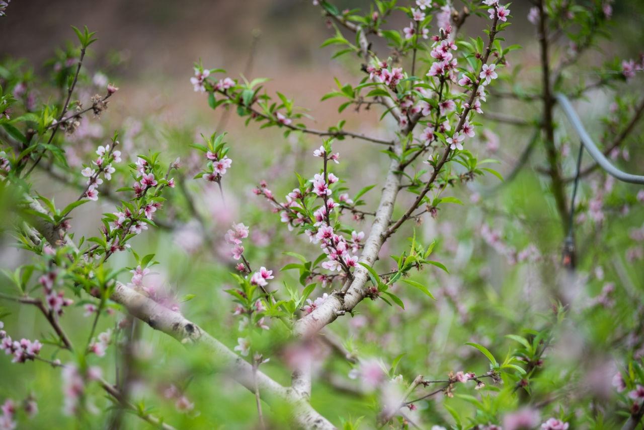 Época de florada do pêssego proporciona belas paisagens