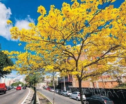 Nas ruas e nas redes, a festa dos ipês