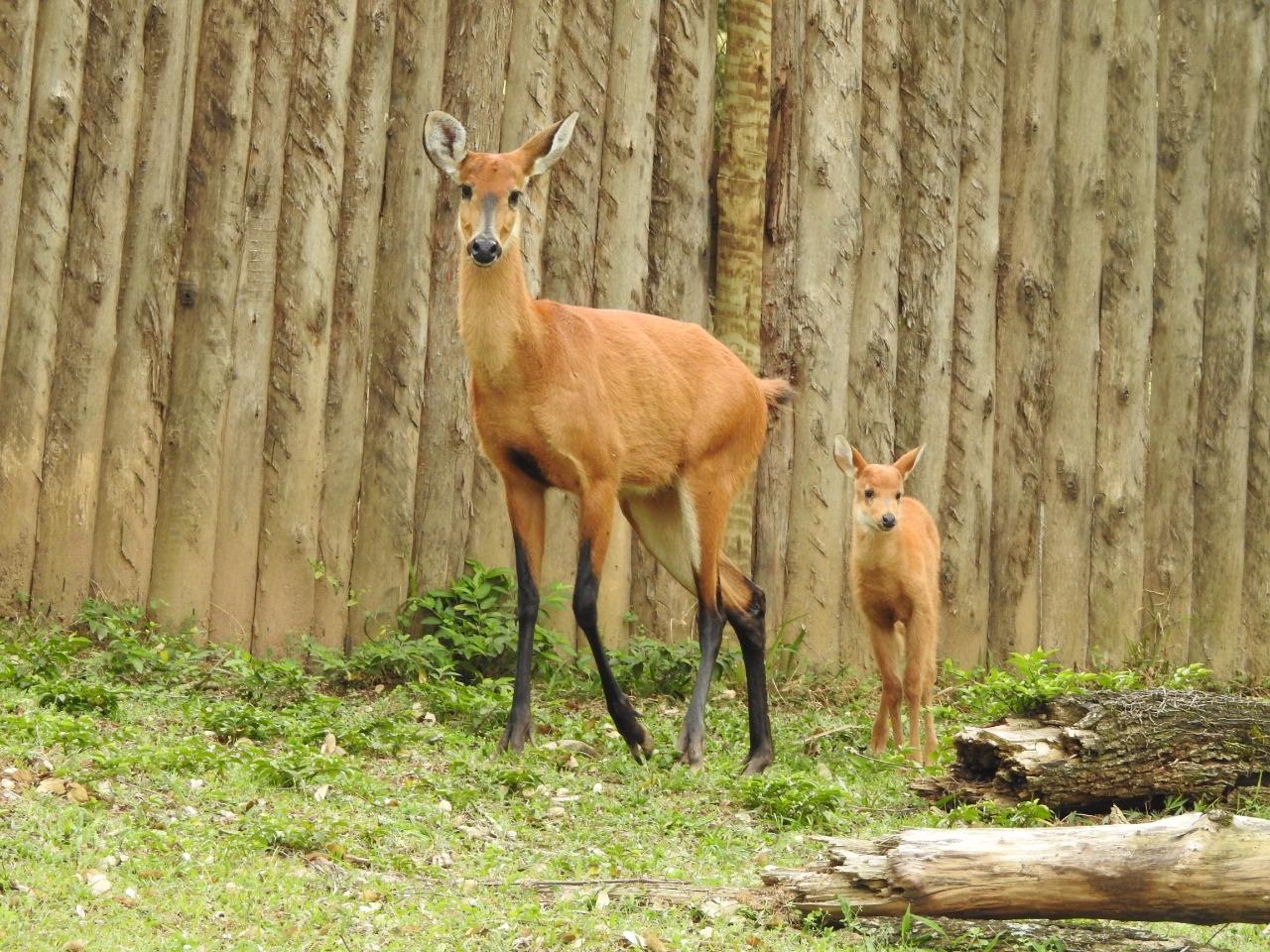 Zooparque Itatiba registra nascimento de cervo-do-pantanal