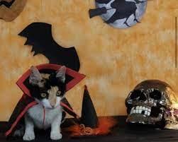 No MS, gatos e cães 'se fantasiam' no Halloween para sensibilizar por adoção