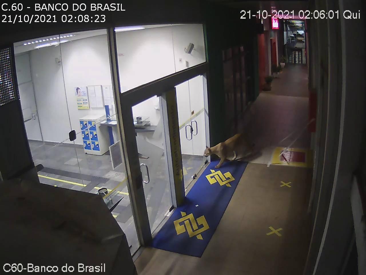 Onça-parda é flagrada circulando nas dependências da Ceasa Campinas
