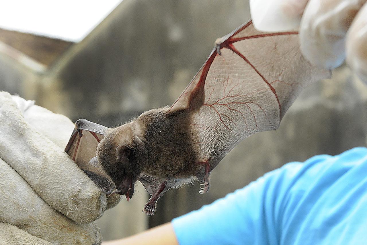 Morcegos: Verão é período de maior movimentação e risco de contato também cresce