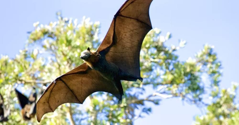 Vigilância Ambiental de Atibaia orienta sobre cuidados com morcegos