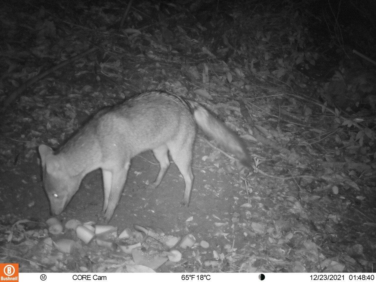 Monitoramento ambiental está estudando fauna de Itatiba, informa Prefeitura