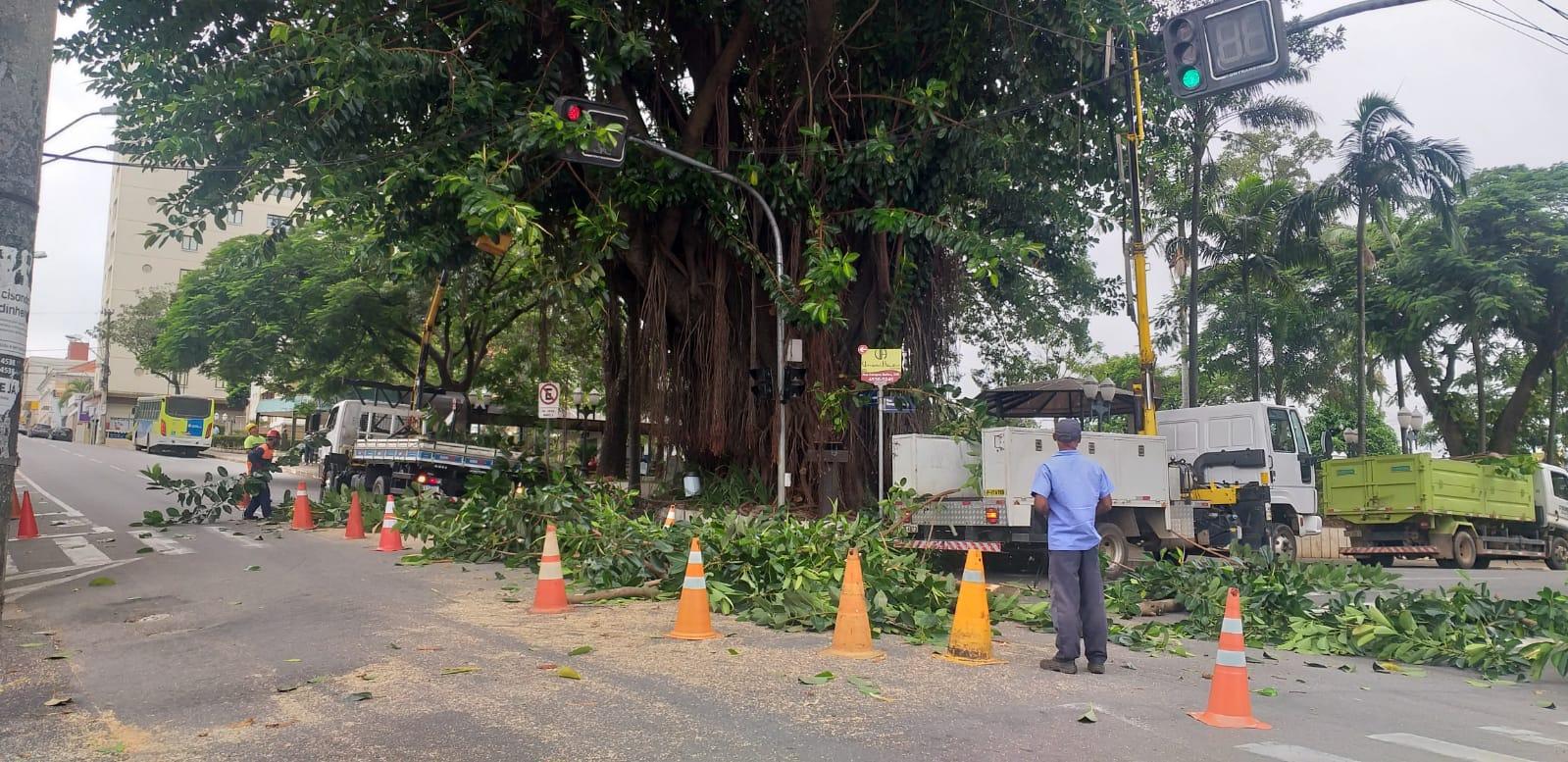Prefeitura determina poda de árvores no Centro
