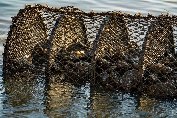 Saúde proíbe comércio e consumo de ostras, vieiras, mexilhões e berbigões vindos de Santa Catarina devido a detecção de toxinas