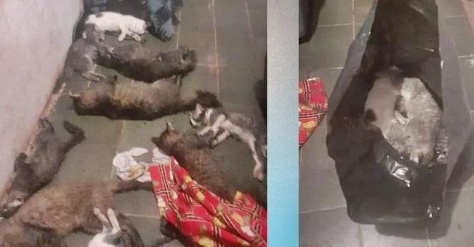 17 gatos são envenenados e mortos em Jundiaí:
