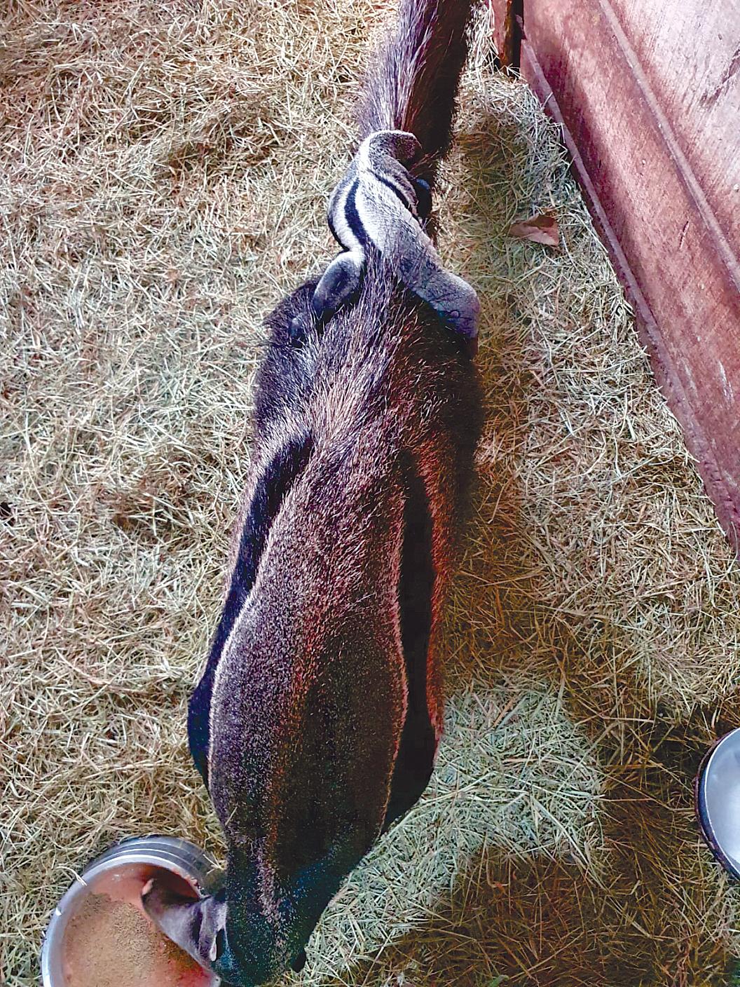 Filhote de tamanduá-bandeira nasce no Zooparque Itatiba