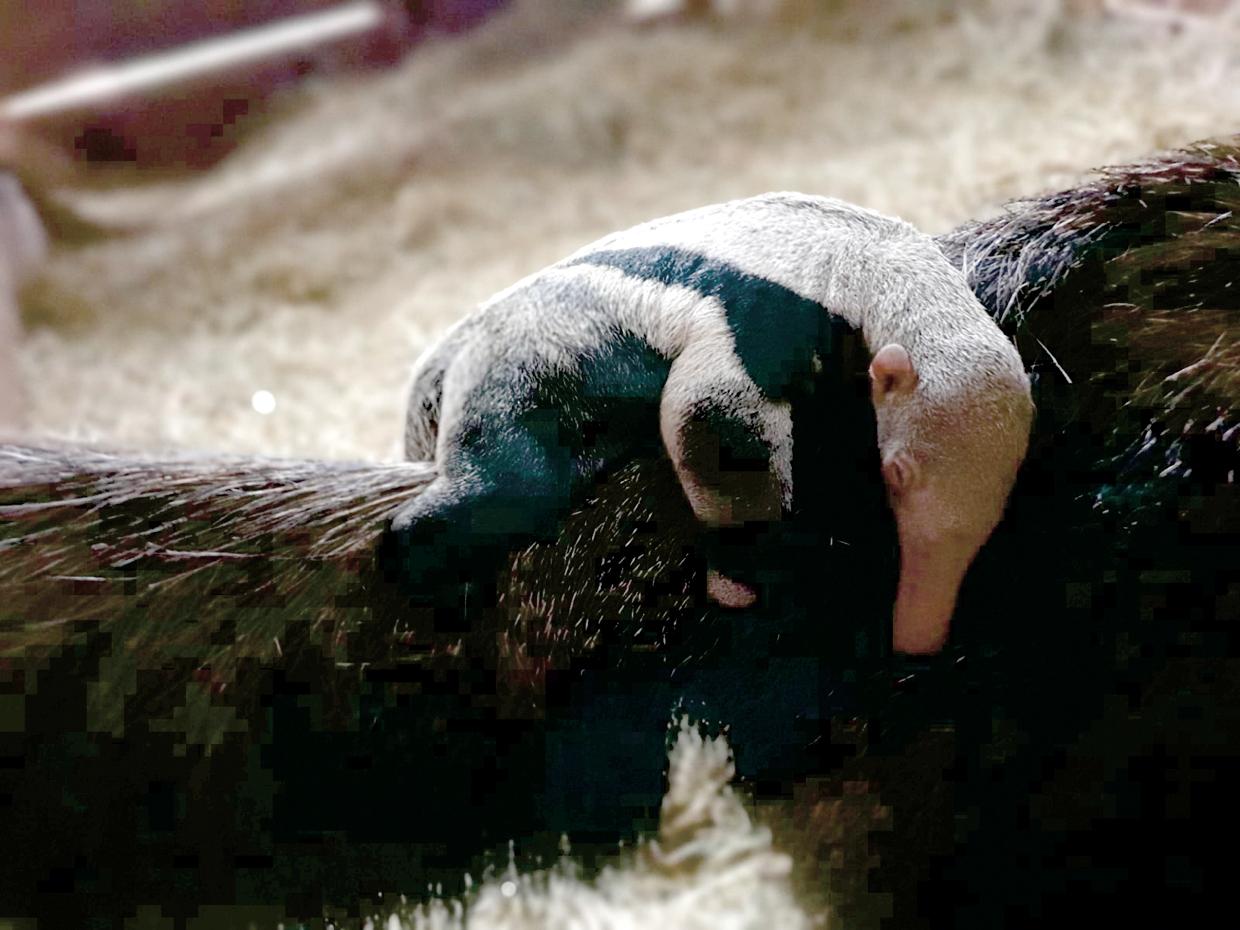 Zooparque Itatiba registra nascimento de tamanduá-bandeira