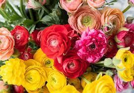 Flores estão até 400% mais caras às vésperas do dia das mães