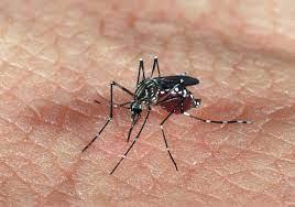 Linhagem de dengue que eleva risco de casos mais graves é identificada no Brasil
