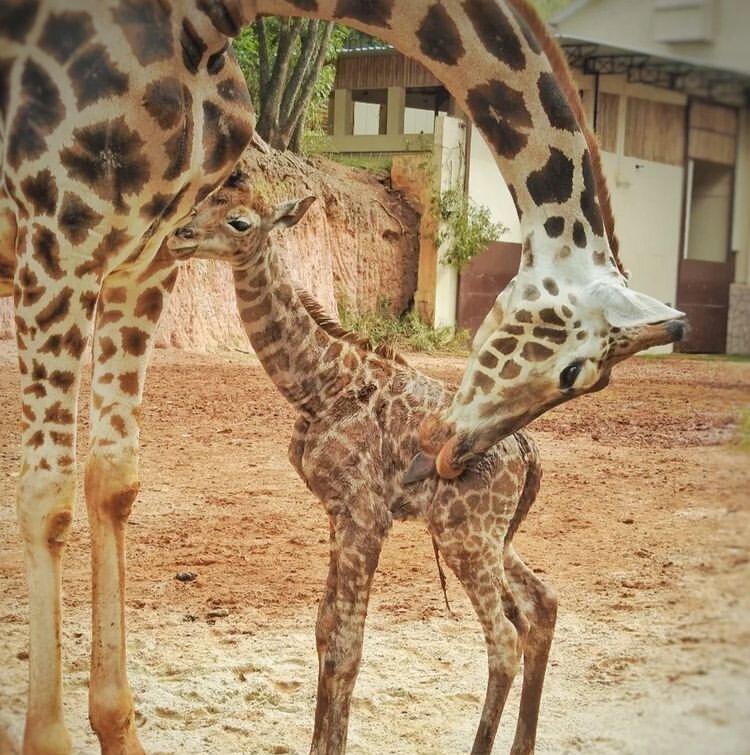 Família de subespécie rara de girafa cresce no Zooparque Itatiba
