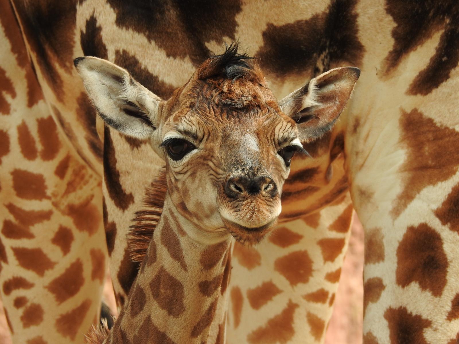 Filhote de subespécie rara de girafa nasce no Zooparque 