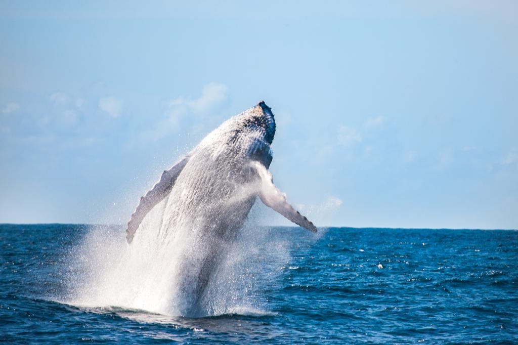 Prado-BA, um dos melhores locais no planeta para observação de baleias jubarte 