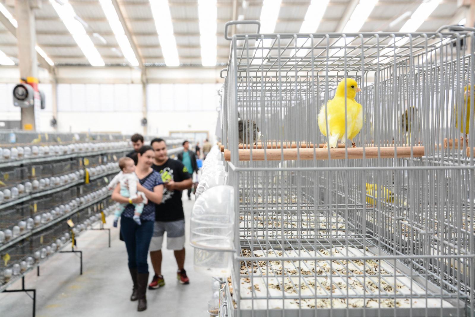 Campeonato Brasileiro reúne mais de 77 mil aves em Itatiba