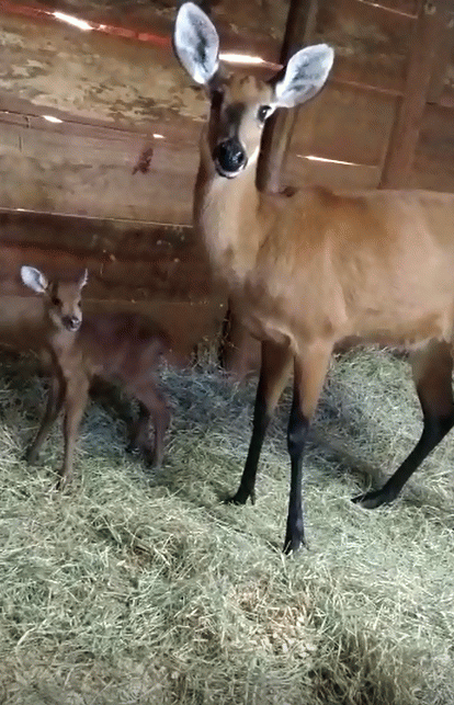 Filhote de cervo nasce no Zooparque em Itatiba