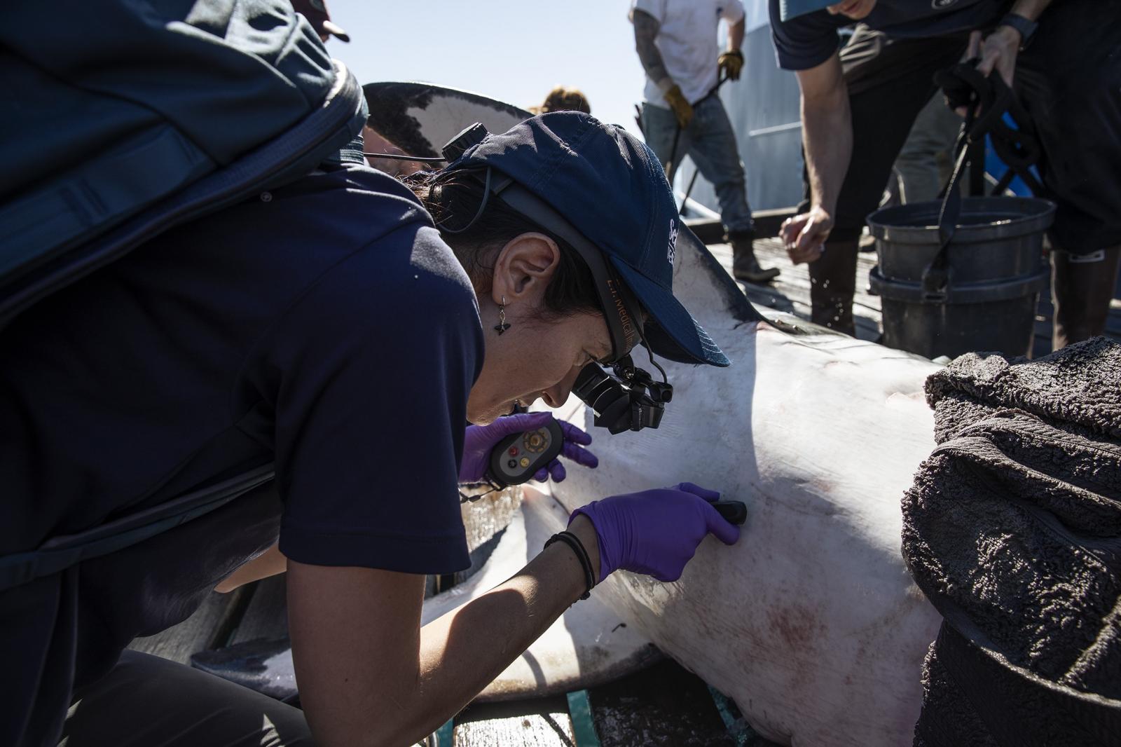 Cientista brasileira do SeaWorld tem projeto de pesquisa com tubarões brancos